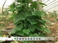 空棚里迎来蔬菜专家